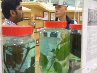 Dr Abhijeet Shirkande- Demonstration on Clinical importance of medicinal plants to Mr Henrique Bertini from Brazil, 22 Dec 2016.